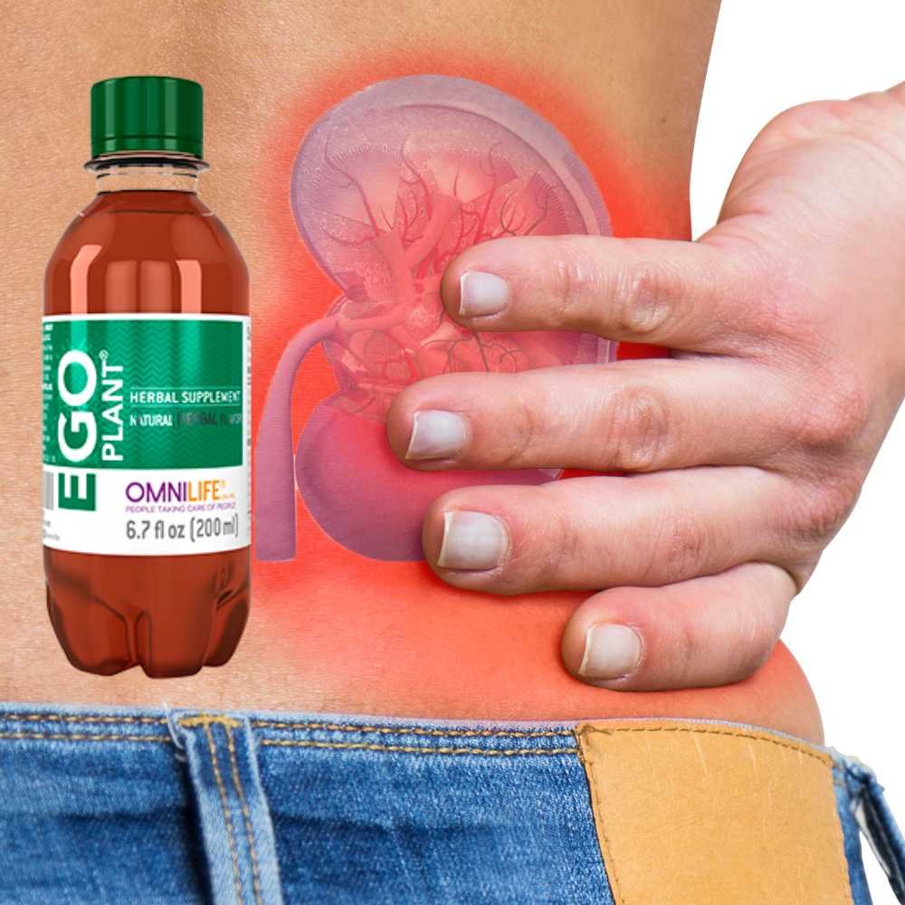 Sistema Renal
